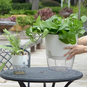 Self-Watering Transparent Hydroponic Plant Pot with Cotton Rope