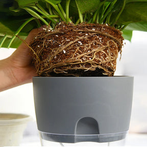 Self-Watering Transparent Hydroponic Plant Pot with Cotton Rope